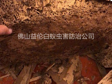 富湾工业区挖出白蚁巢