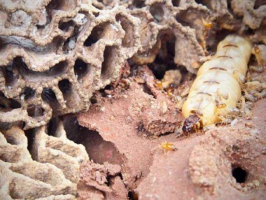 更合灭白蚁中心如何在春季之前进行预防白蚁