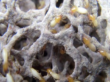 富湾房屋白蚁验收——怎么控制白蚁危害的蚁患