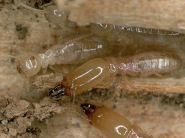 杨和灭白蚁公司日常生活中预防白蚁入侵的办法