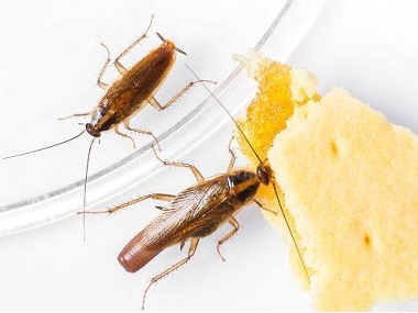 三洲消杀四害站：为什么在办公室里会有蟑螂
