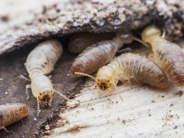 新圩新建白蚁防治公司预防白蚁和管理白蚁的方法