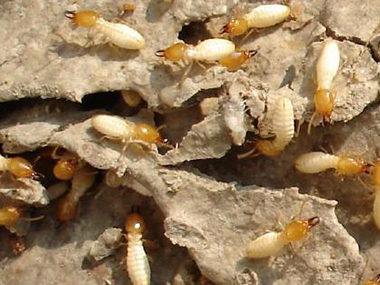 明城白蚁防治所家庭预防白蚁危害的五个好处