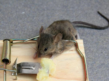 新圩杀虫灭鼠公司教你综合防治老鼠的方法