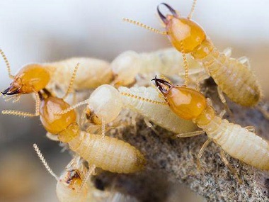 合水验收白蚁公司如何做到有效预防白蚂蚁