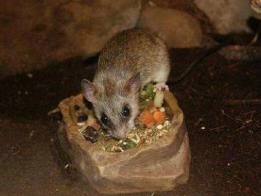 三洲消杀鼠害机构餐厅灭鼠最有效的方法是什么