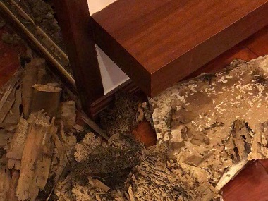 杨梅白蚁预防公司家里发现白蚁,该怎样处置?