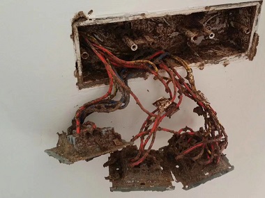 明城灭除白蚁机构白蚁的繁殖力和蔓延性