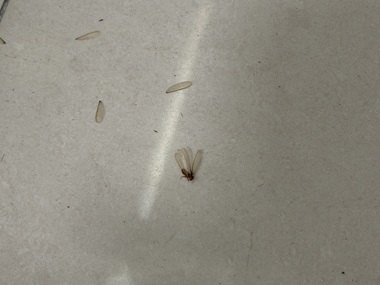 荷城白蚁预防所飞白蚁具体长什么样?(快速辨别)